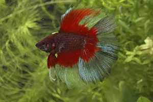 Splendens: Siamese fighting fish Delta and aquarium plants