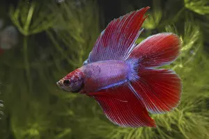 Splendens: Siamese fighting fish Delta and aquarium plants