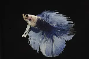 Splendens: Siamese fighting fish Delta male