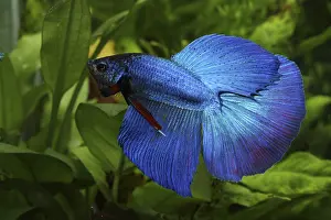 Splendens: Siamese fighting fish Half Moon and aquarium plants