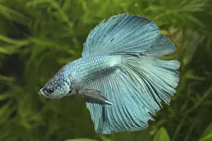 Splendens: Siamese fighting fish Half Moon and aquarium plants