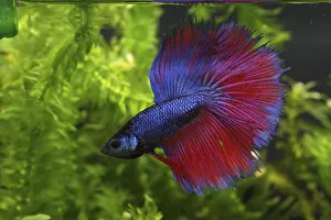 Splendens: Siamese fighting fish Half Moon crowntail