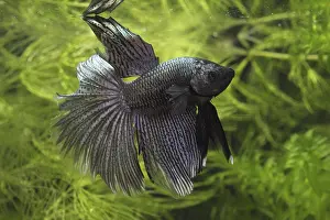 Splendens: Siamese fighting fish male and Aquarium plants