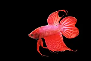 Betta: Siamese Fighting Fish - Red form male, full display