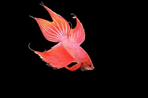 Betta: Siamese Fighting Fish - Red form male, displaying