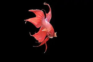 Betta: Siamese Fighting Fish - Red form male displaying front view