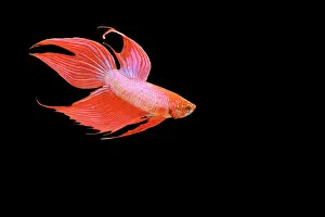 Betta: Siamese Fighting Fish - Red form male, swimming