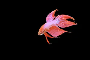 Betta: Siamese Fighting Fish - Red form male, turning