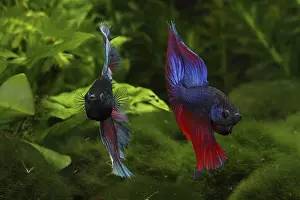 Intimidating: Siamese fighting fishes Half Moon crowntail