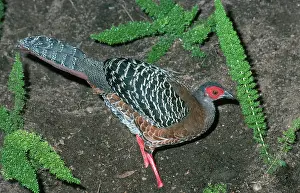 Diardi: Siamese Fire-Back Pheasant