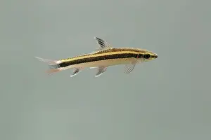 Siamensis: Siamese flying fox / Siamese algae-eater - side view