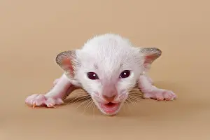 Helpless: Siamese kitten, 2 weeks