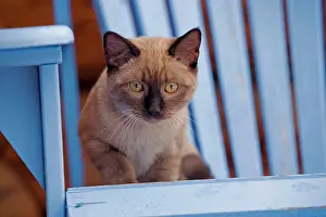 Deckchair: Siamese Kitten sitting outside on deckchair