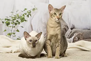 Siameses: Siamese and Oriental cat indoors