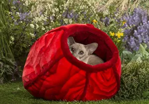 Secret: Siamese outside in the garden