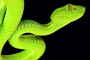 Trimeresurus: The Siamese Peninsula Pitviper (Popeia fucata) is