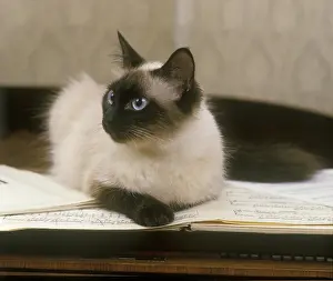 Calms: Siamese seal point cat lying on a piano