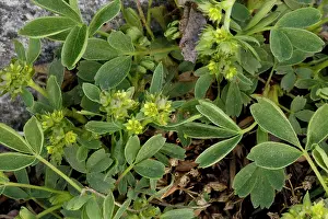 Procumbens: Sibbaldia