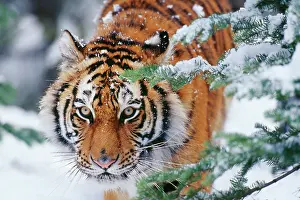 Power: Siberian / Amur TIGER - close-up of face