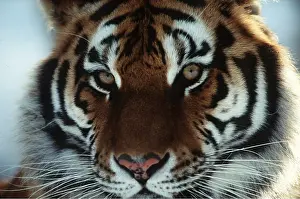 Staring: Siberian / Amur TIGER - close-up of head