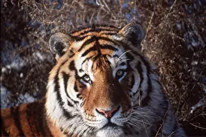 Amur: Siberian / Amur TIGER - close-up of head facing