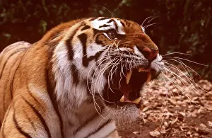 Growling: Siberian / Amur TIGER - close-up of head showing roaring