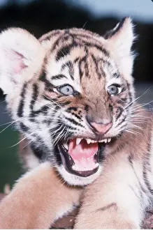 Growling: Siberian / Amur TIGER cub close-up of face snarling