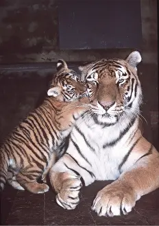 Amur: Siberian / Amur TIGER - cub playing with mother