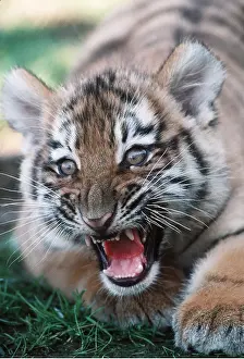 Growling: Siberian / Amur TIGER - cub snarling