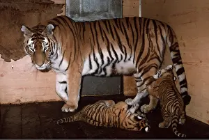 Amur: Siberian / Amur TIGER & cubs playing in zoo