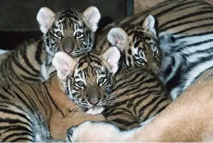 Amur: Siberian / Amur TIGER cubs x three with mother in zoo