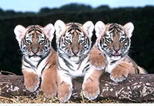 Amur: Siberian / Amur TIGER cubs x three in row