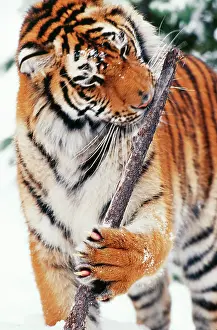 Gnawing: Siberian / Amur TIGER - gnawing branch