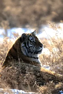 Amur: Siberian / Amur TIGER - head profile in snowy landscape