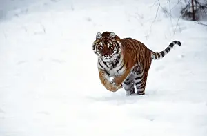 Amur: Siberian / Amur TIGER - leaping through snow
