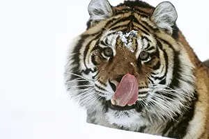 Staring: Siberian / Amur TIGER - licking face with tongue