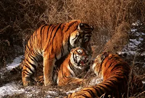 Amur: Siberian / Amur TIGER - pair mating with rival male