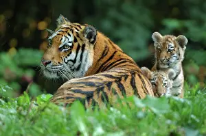 Amur: Siberian, Amur Tiger, (Panthera tigris altaica)