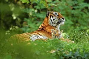 Amur: Siberian, Amur Tiger, (Panthera tigris altaica)