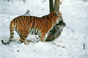 Dragging: Siberian / Amur TIGER - with prey