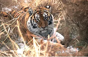 Amur: Siberian / Amur TIGER - resting in undergrowth