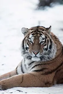 Amur: Siberian / Amur TIGER - sitting in snow