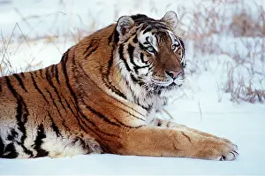 Amur: Siberian / Amur TIGER - sitting in snow in winter