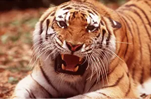 Growling: Siberian / Amur TIGER - snarling showing teeth