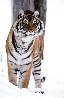 Amur: Siberian / Amur TIGER - standing in snow