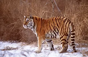 Amur: Siberian / Amur TIGER - standing in snow