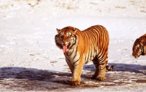 Showing: Siberian / Amur TIGER - standing in snow showing tongue