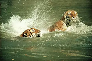 Splashing: Siberian / Amur TIGER - swimming