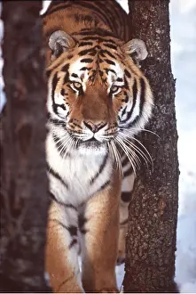 Amur: Siberian / Amur TIGER by trees in snow