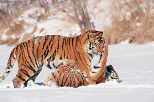 Siberian / Amur TIGER - two, playing